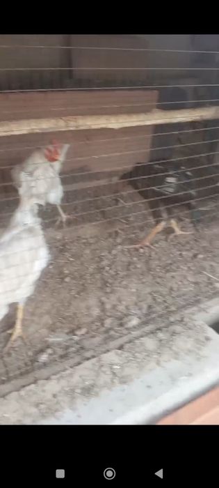 Sotiladi tovu horozlar