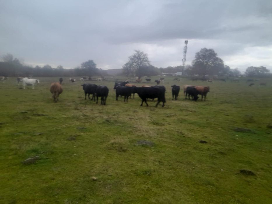 Vaci Angus de vanzare