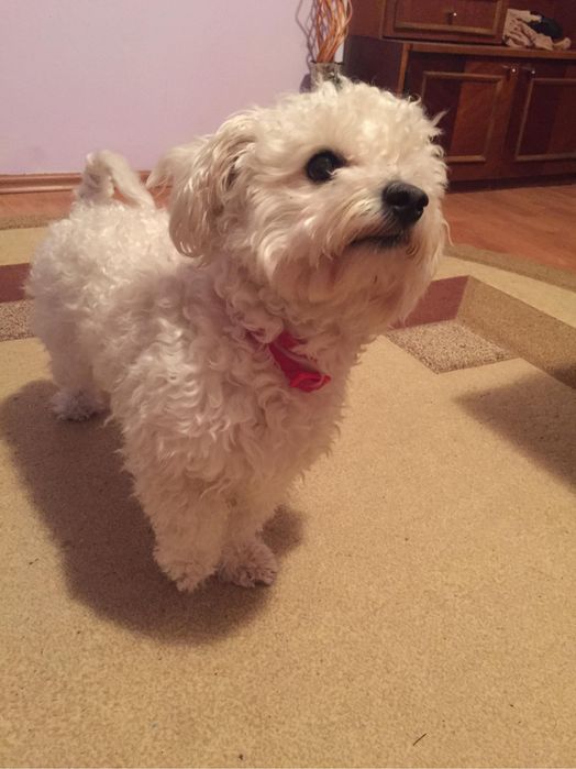 Mă ocup de animale de companie in lipsa stăpânului