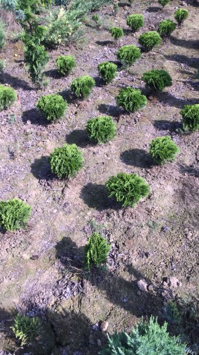 Pepiniera vindem arbori si arbusti ornamentali (TUIA, GARD VIU)