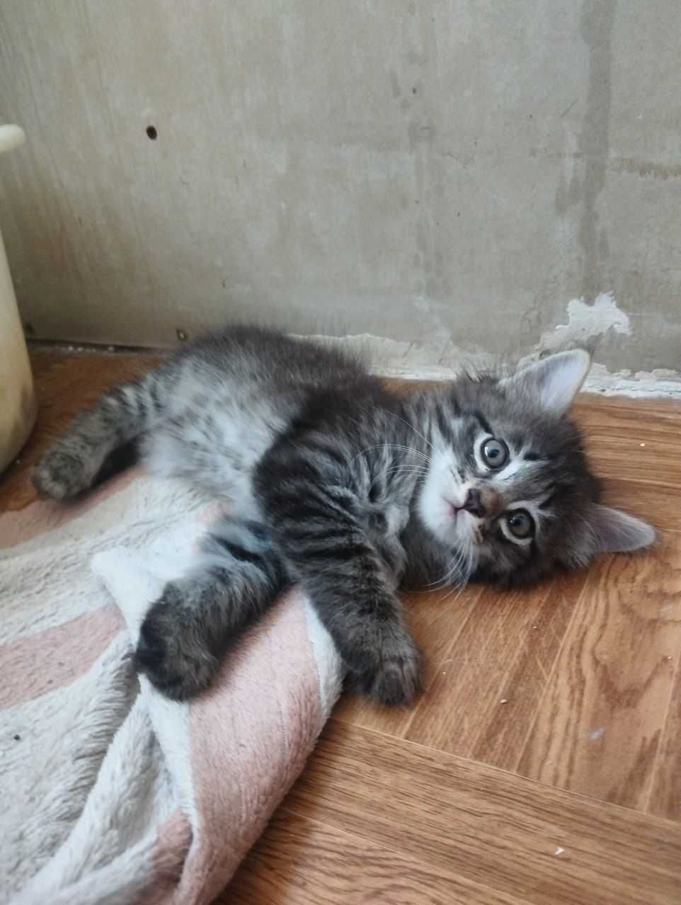 Котята породистые