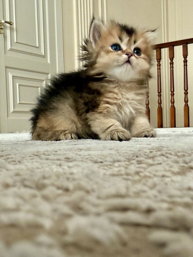Котенок шиншилла и скотиш фолд