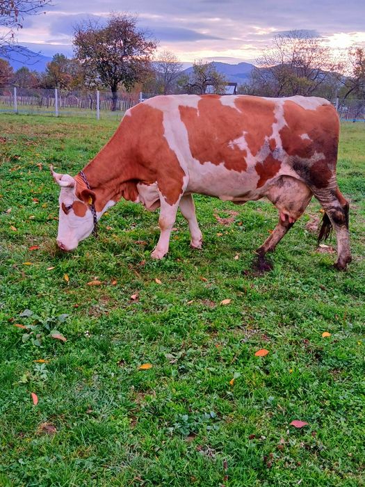 De vânzare gestanta