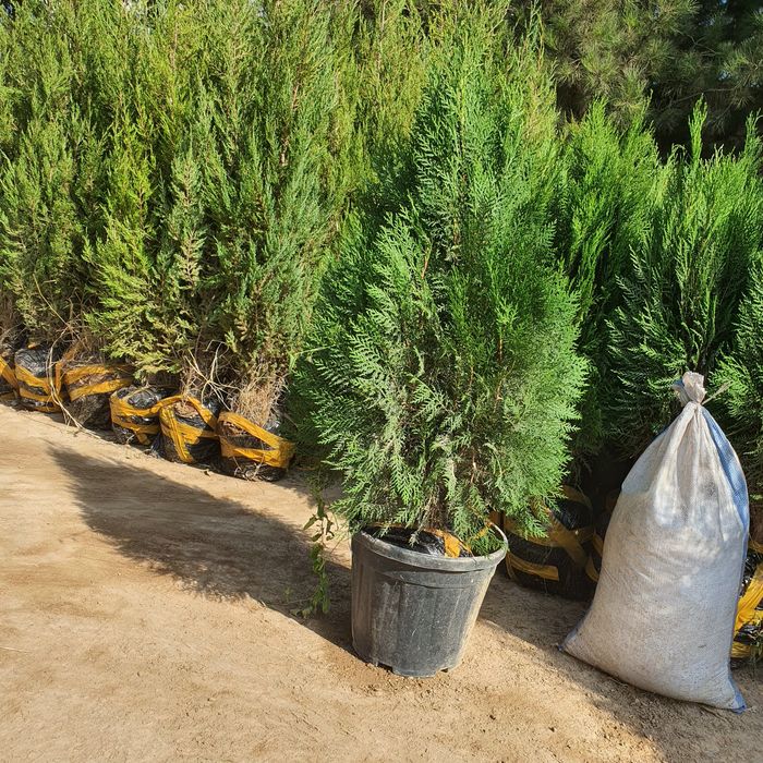 Арча archa туя tuya 1.000 та бор келиштириб берилади