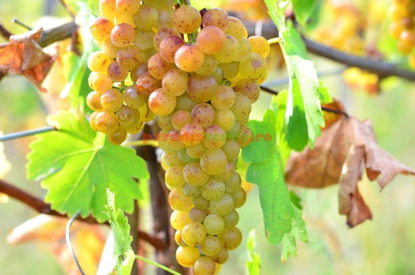Vand struguri de vin diferite soiuri productie 2022