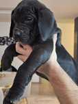 Dog German  puiuti
