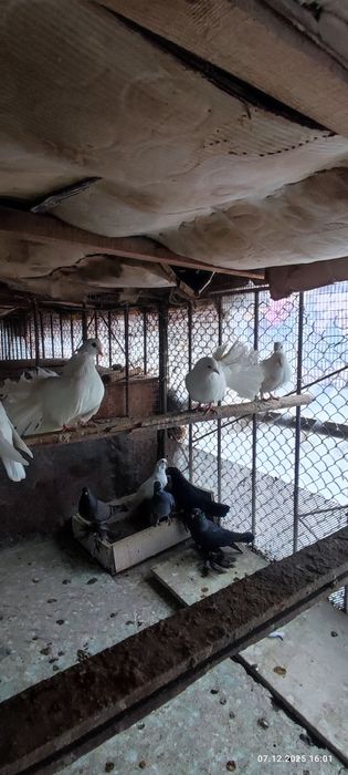Продаются голуби по 100т