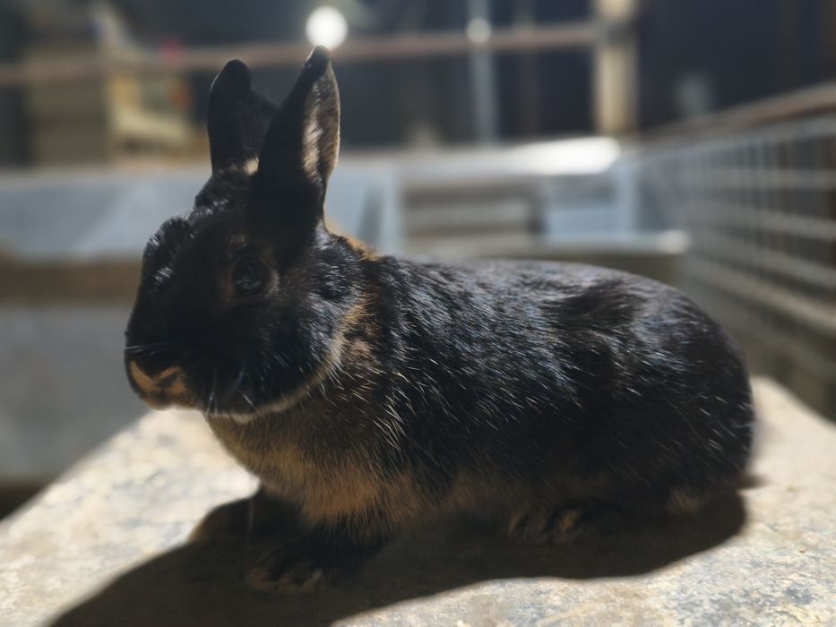 Karlik quon sotiladi