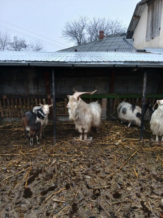 Vând Țap, vârstă 2 ani