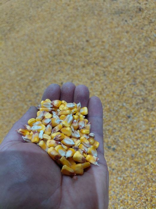 Porumb,Porumb Boabe,Malai la sac