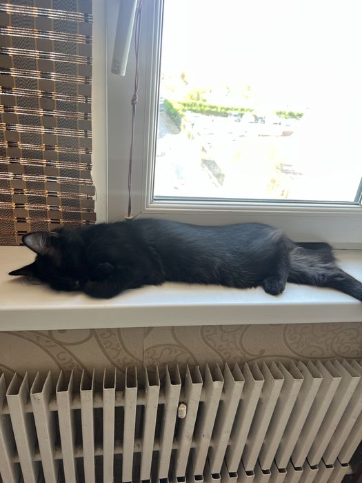 Котенок (4 месяца)