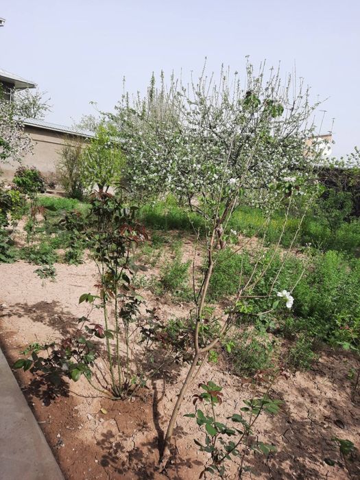 Срочно Кибрай марказида участка сотилади. Ховли узимники янги курилган