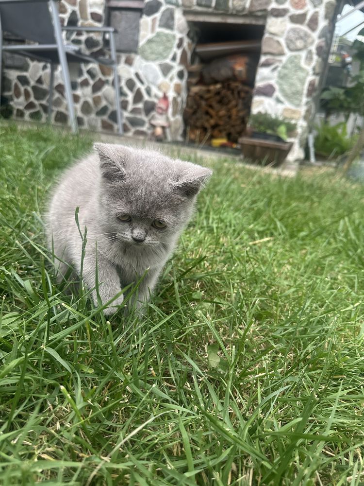 Pisica British Shorthair