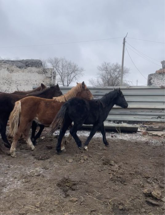 Тай байтал сатылады