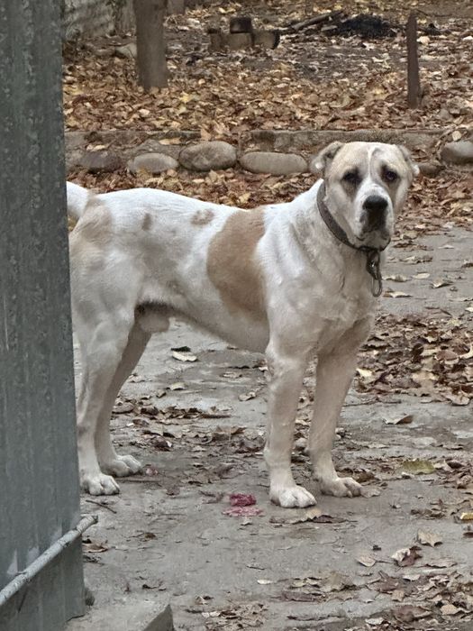 Alabay sotiladi 1.5yosh