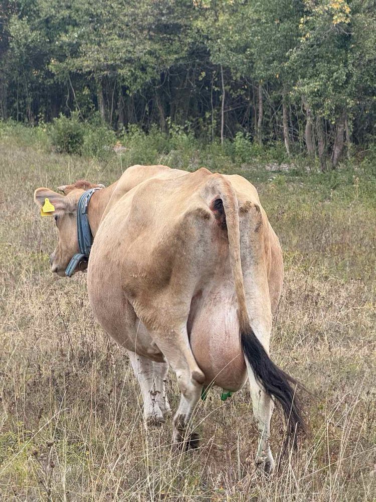 Продавам две крави Джерсей