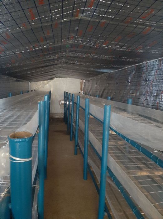 Енг даромадли бизнесни ургатамиз шампиньон кузикорин бизнеси