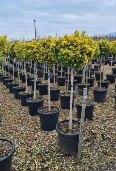 Livrare și plantare profesională pentru orice comandă