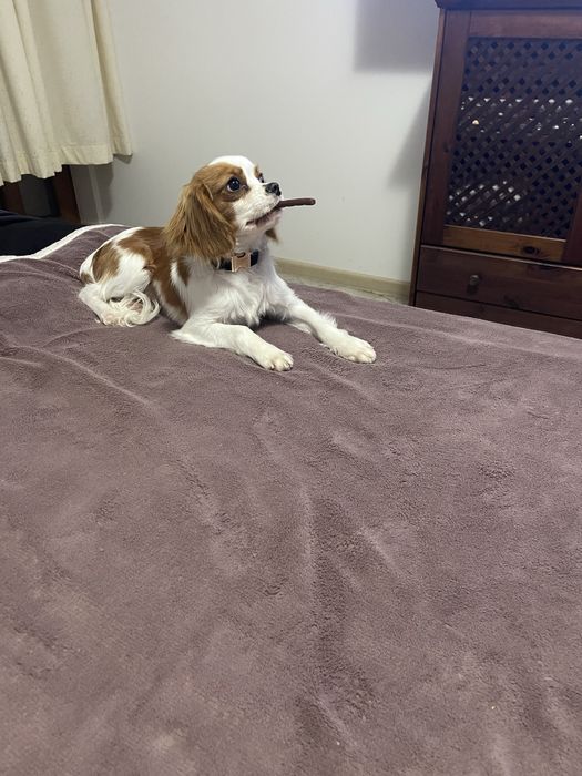 Cavalier King Charles Spaniel