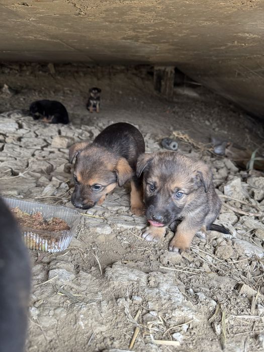 Щенки мальчики будут не крупные 1 мемяц