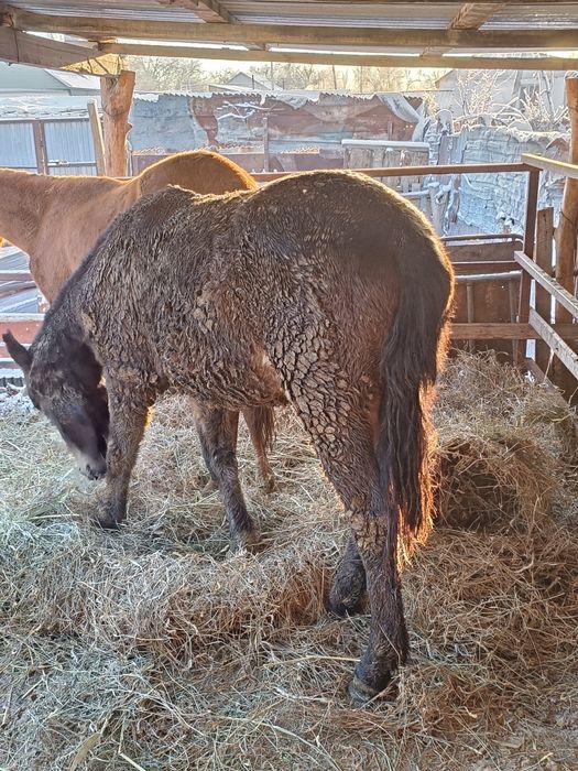 Жылқы сатылады соғым