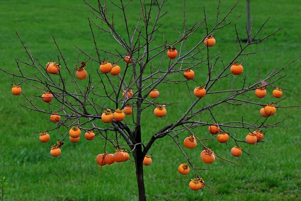 Soiuri De Kaki .