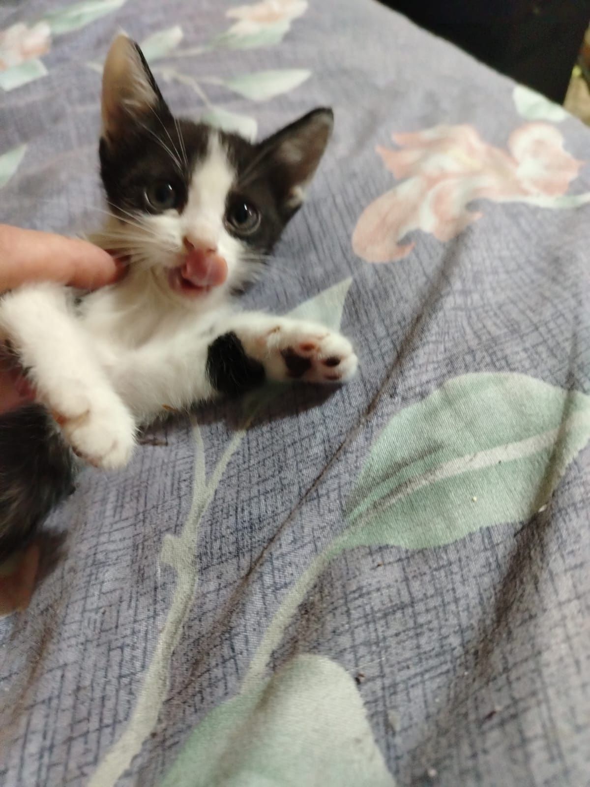 Отдам котенка две девочки