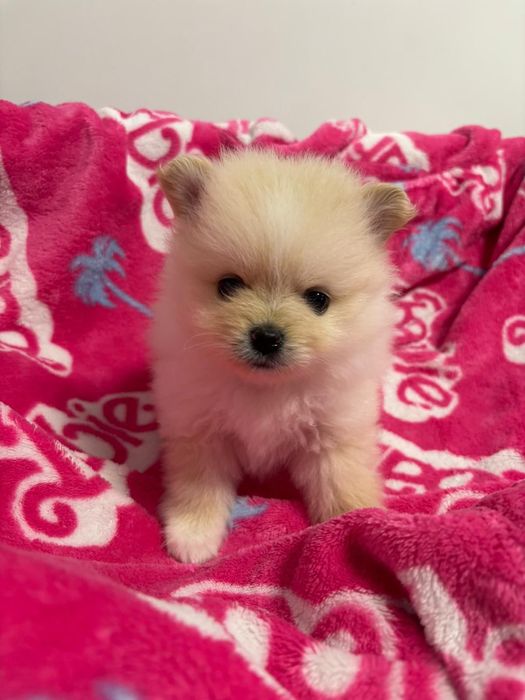 Catelusa pomeraniana