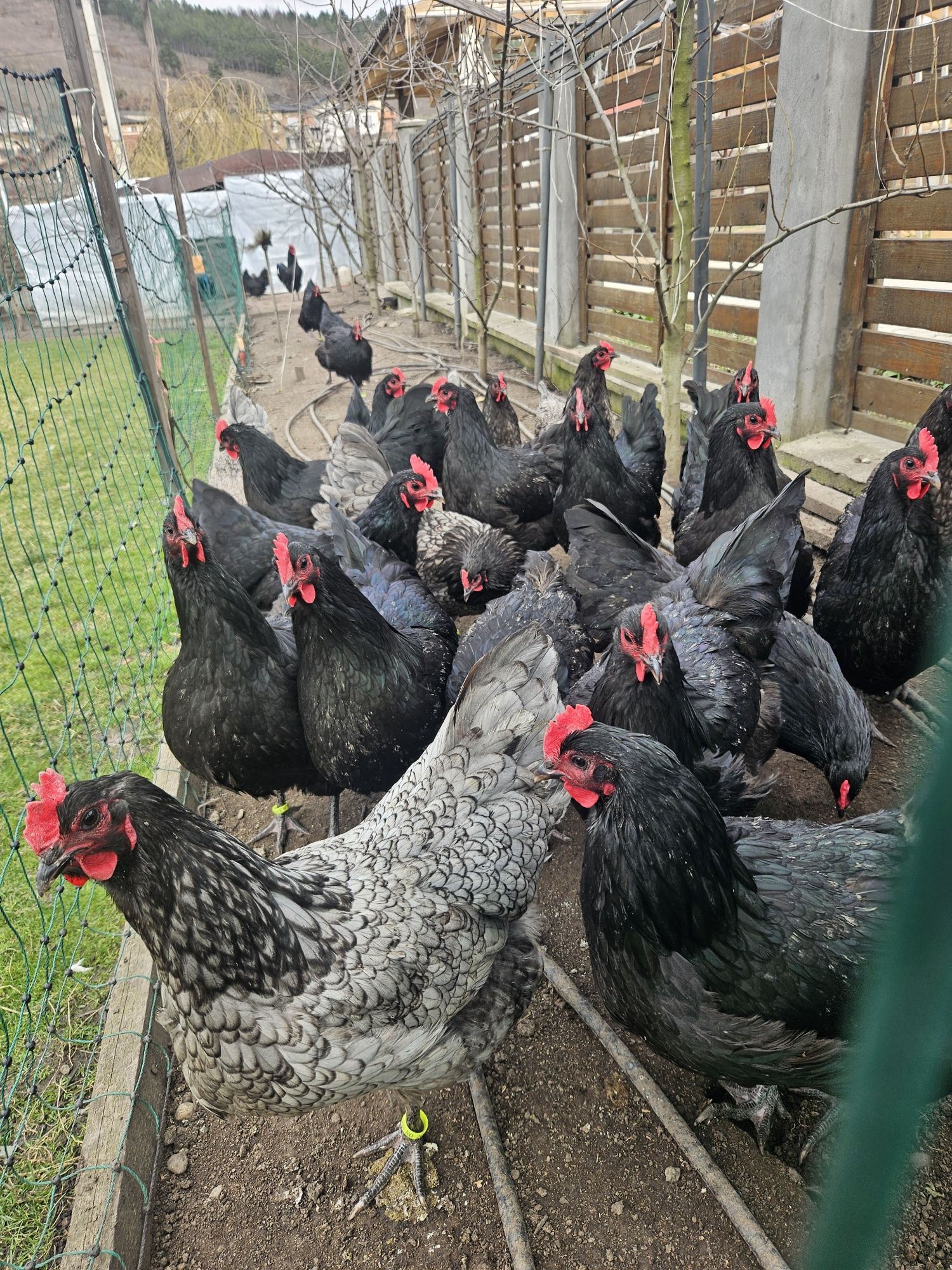 Australorp gaini cocosi Cluj Apahida