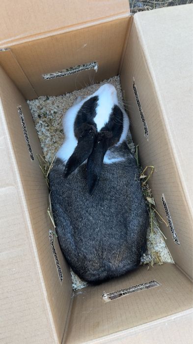 Vand iepuri de diferite marimi