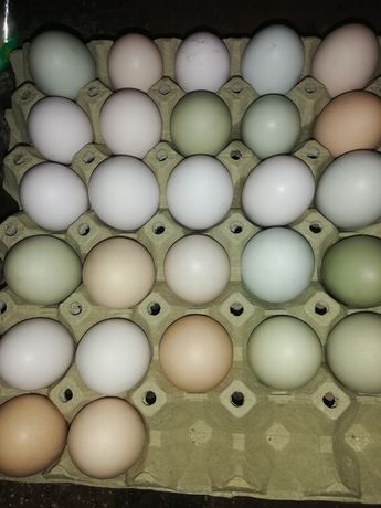 Разплодни яйца от птиците.