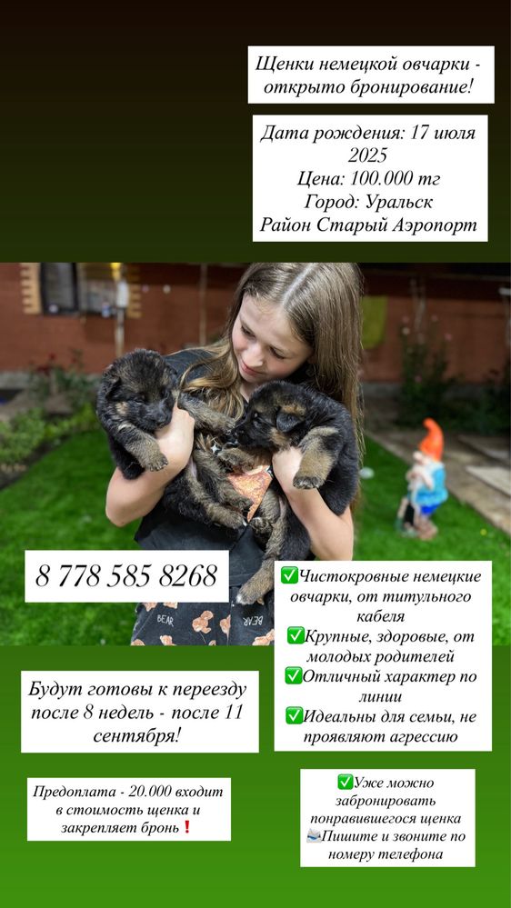 Щенки немецкой овчарки от титульного отца