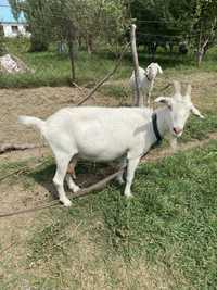 Зааненские породистые козы