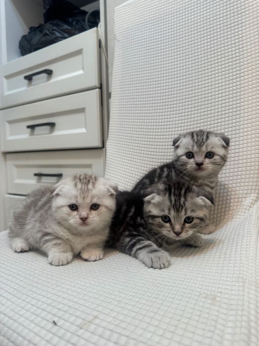 Шотландские вислоухие