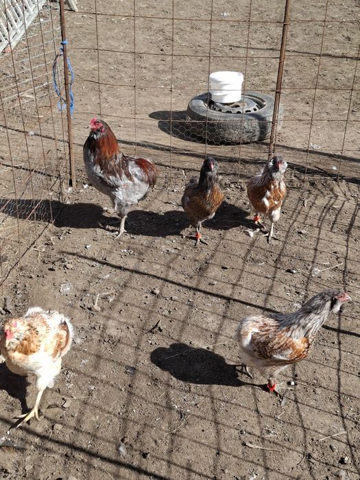 Cocoși tineri Araucana
