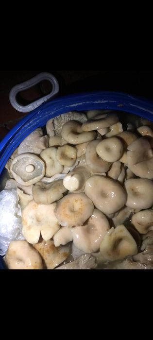 Грузди грибы продам