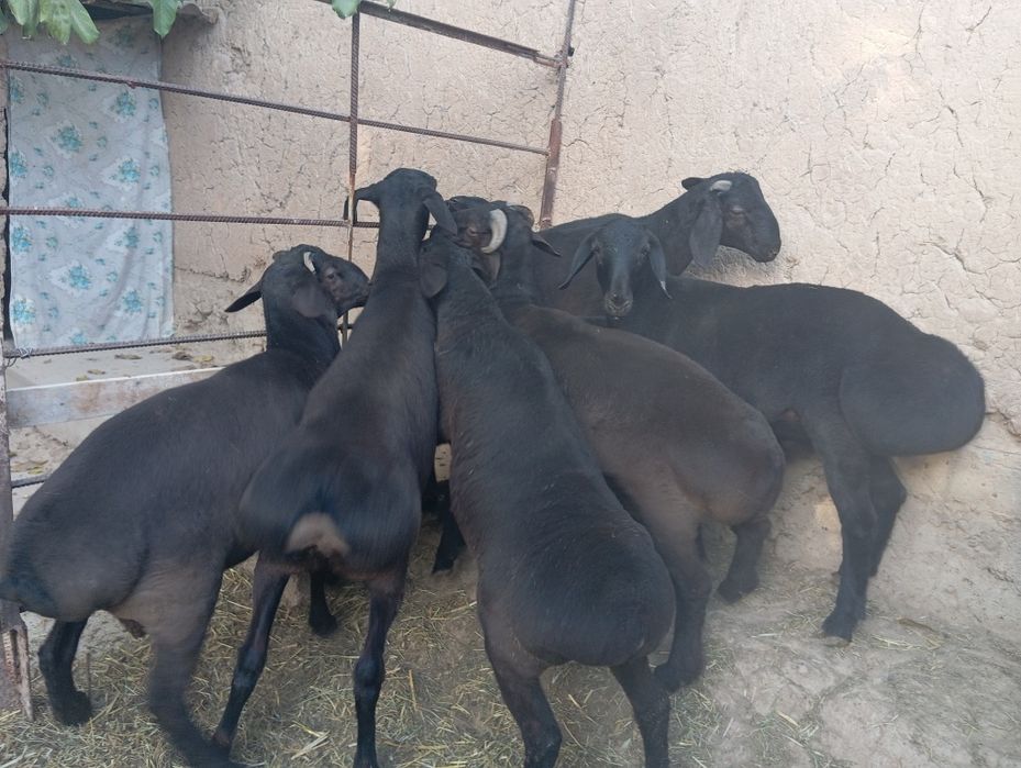 Qo'chqorla sotiladi
