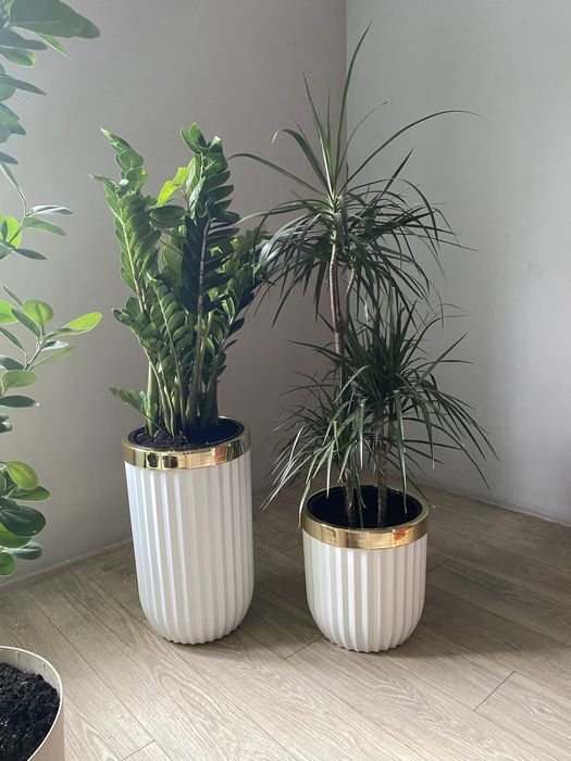 Драцена 140 см цветы для офиса высокие пересаженные цветы