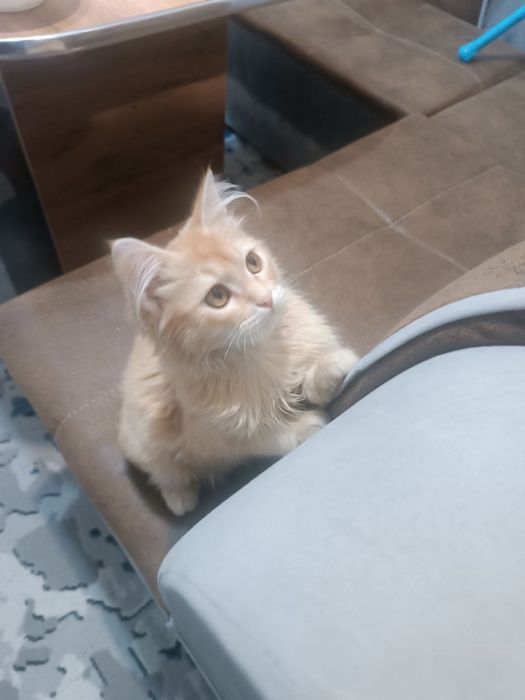 Котенок мальчик ласковый
