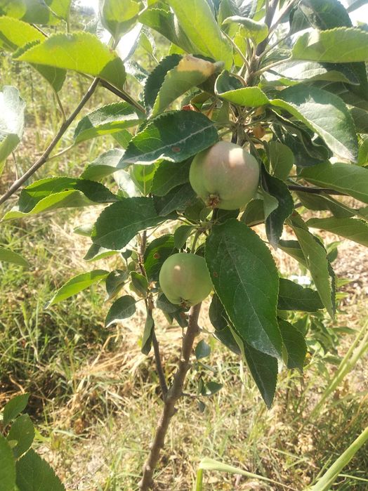 Мевали олма кўчатлари сотилади