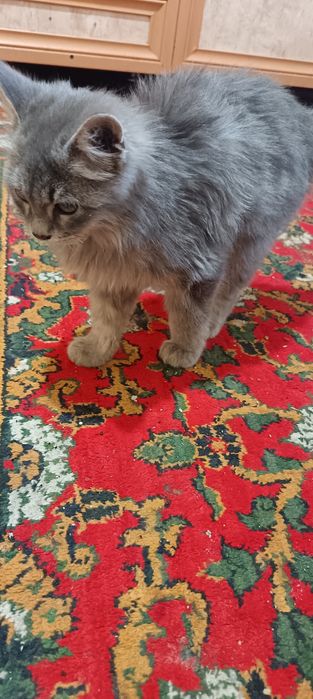 Syanski gbrit Juda go'zal 2 Oylik hali Juni Katta bo'ladi O'yn qaroq