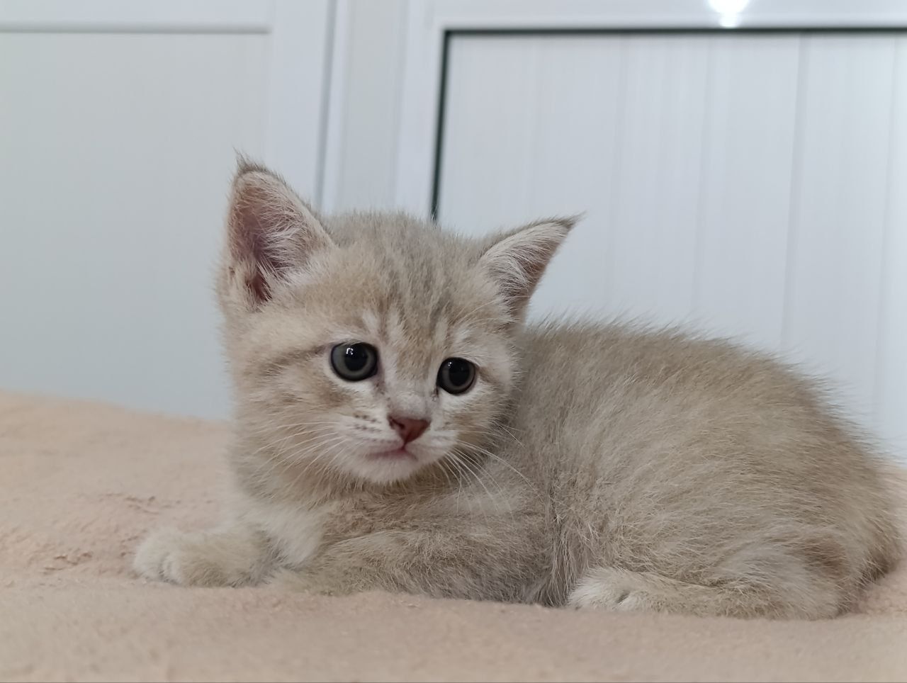 Продаётся Британский кот