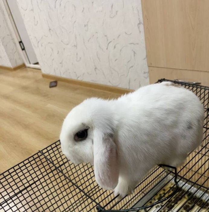 Парочка  декоративных  кроликов: девочка и мальчик