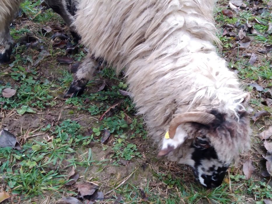 Berbecuț noatin de tăiat