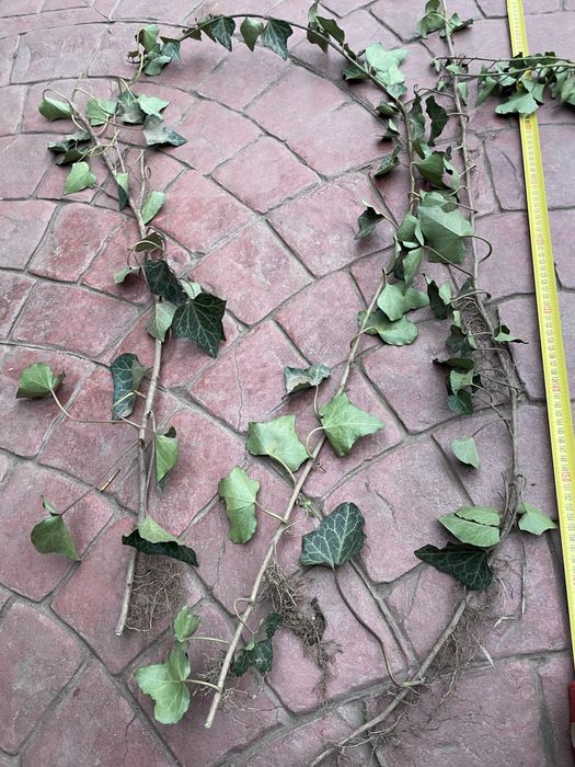 Iedera vesnic verde / Hedera helix -minim 50 cm