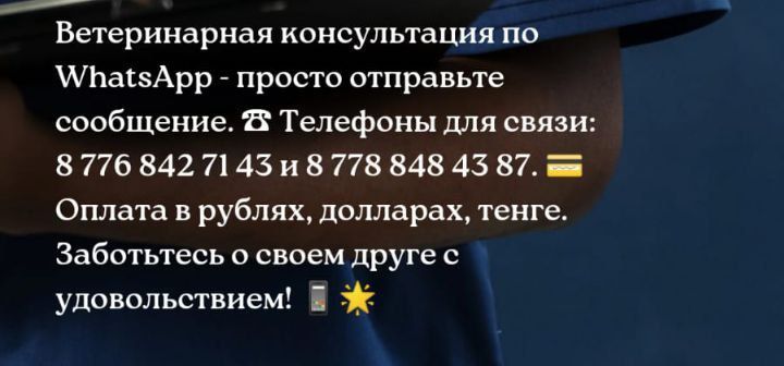 Ветеринарная консультация по Ватсап