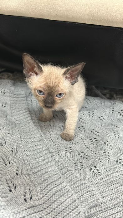 котенок в добрые заботливые руки
