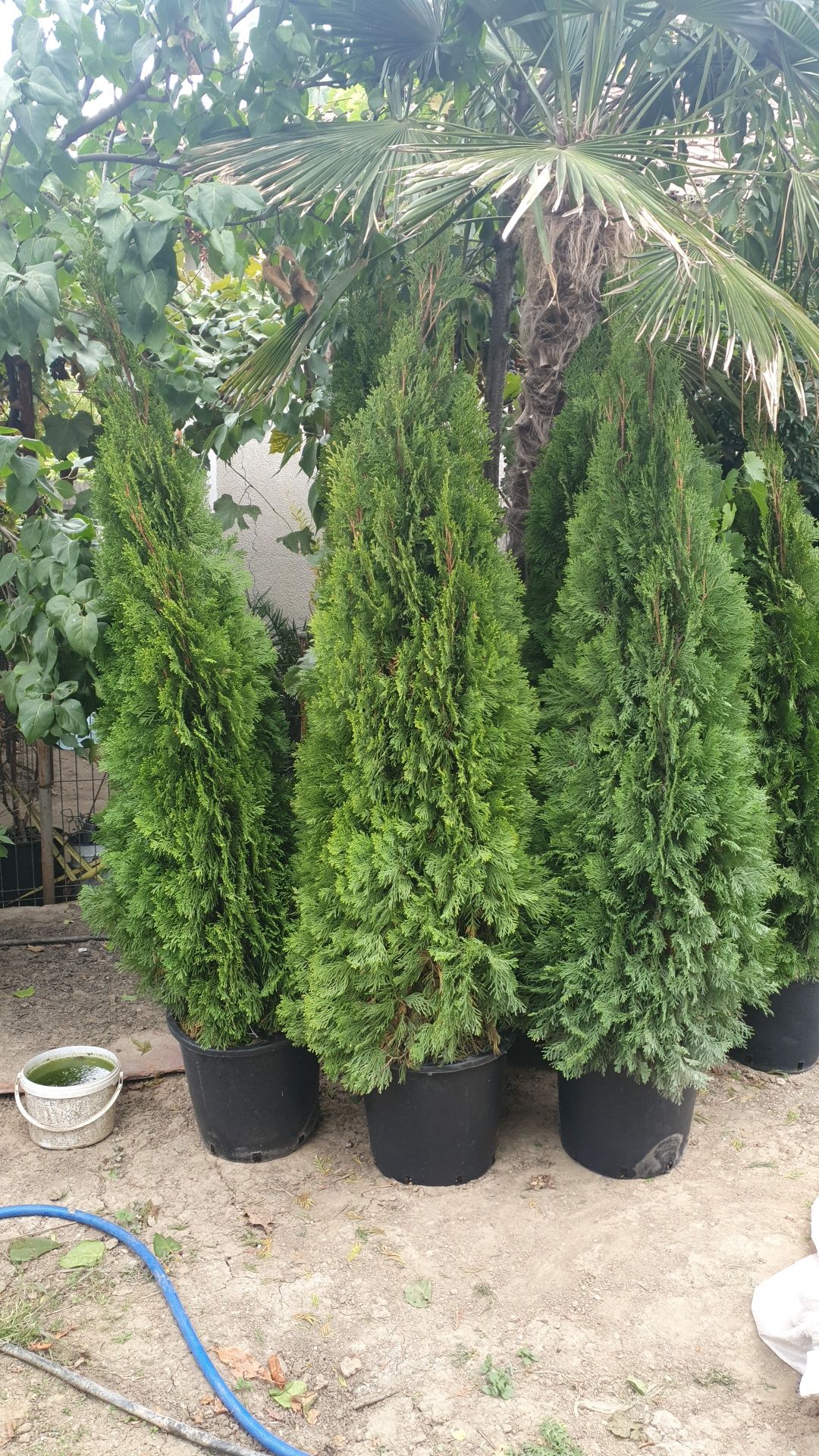 Plante ornamentele Tuia smaragd