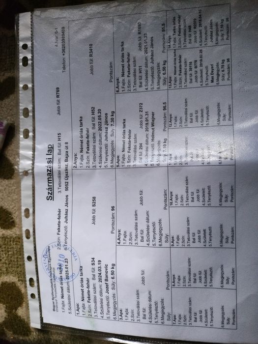 Iepuri fluturi germani cu acte de ungharia