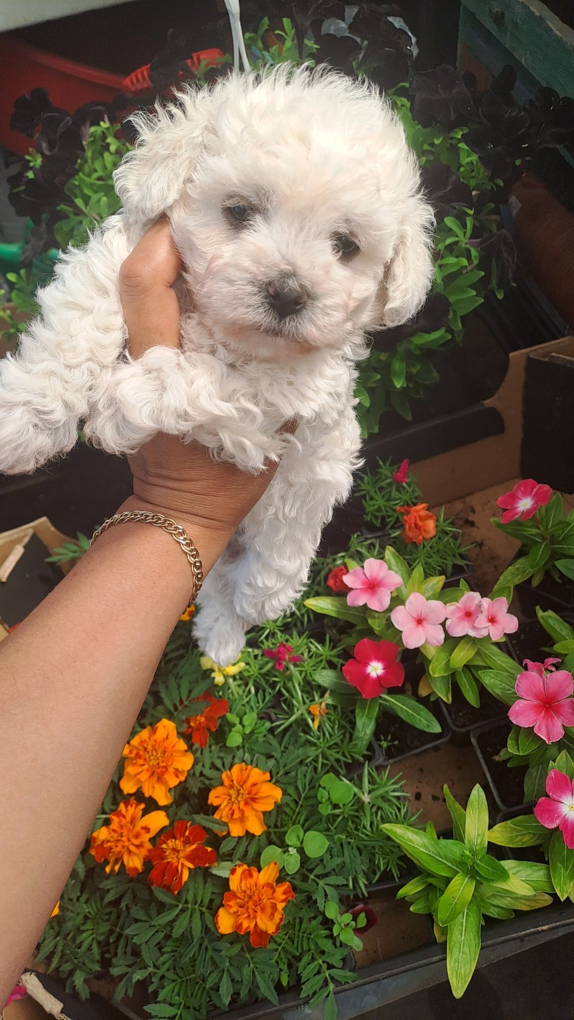 O papusa vie cu suflet curat bichon frise